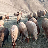 ۸۰راس گوسفند مالچه مهربان