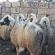 4 راس گوسفند نر