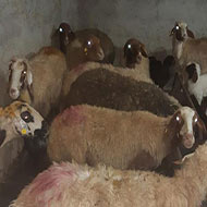 60 راس گوسفند مهربان افشاری، کردی
