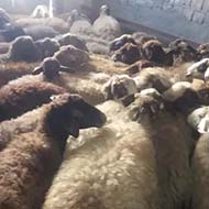 فروش گوسفنده زنده دارای مجوز و تایید دامپزشکی ذیصلاح
