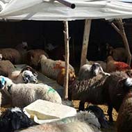 گوسفند زنده نژاد کردی افشاری بلوچی مغانی