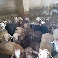 پخش گوسفند زنده مغانی وافشار