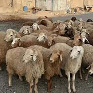 گوسفند زنده با نژاد افشاری و مغانی