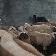 بیست و دو راس گوسفند ماده تازه زاییده و هجده راس گوسفند سالم