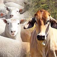 گوسفند زنده با نژاد افشاری و مغانی
