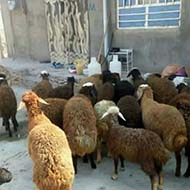 فروش گوسفند زنده و سالم