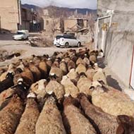 تعداد زیادی گوسفند زنده