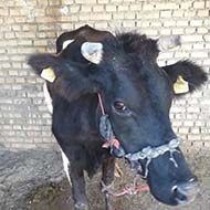 گاو جرسی با گوساله شیری