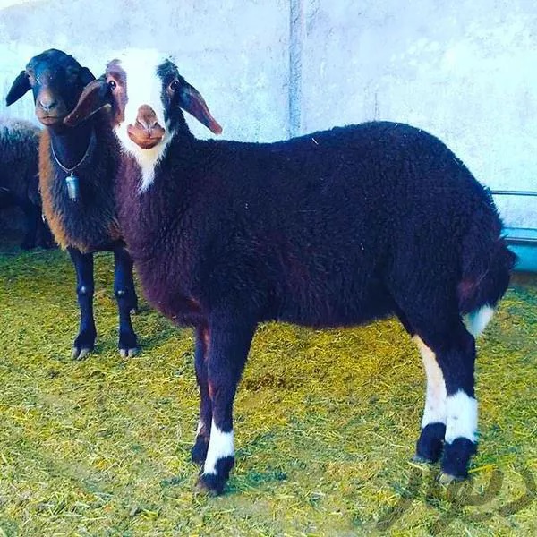 گوسفند زنده بهداشتی مغان افشار سنگسر شال