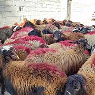 ۶۵ راس گوسفند شیشک
