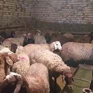 56 راس میش افشاری و گوسفند مهربانی