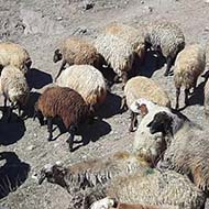 ۳۲ راس گوسفند شیشک نژاد مهربان و افشار