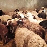 60 راس گوسفند شیشک‌ در وزن مورد درخواست شما