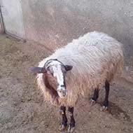 یک راس گوسفند زنده