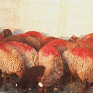 ۴۶راس گوسفند میش و شیشک افشار