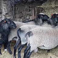 گوسفندان رومانوف در انواع وزن ها