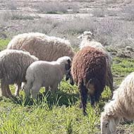 7 راس گوسفند ماده