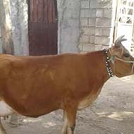 گاو شیری سالم و زیبا