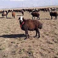 گوسفند افشاری ارگانیک