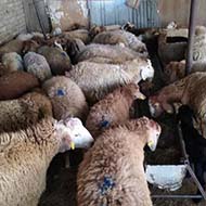 گوسفند زنده با نژاد سنگسر و مغان و افشار و مهربان