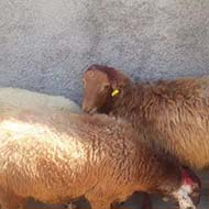 گوسفند زنده ارگانیک و بهداشتی