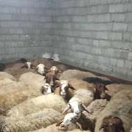۱۲۰راس گوسفندماده آبستن شیشک با نژاد مهربانی