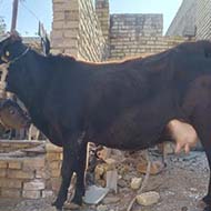 گاو خارجی با گوساله نر واکسینه شده