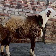 گوسفند واکسینه شده سالم