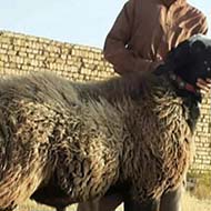 خرید و فروش گوسفند زنده تحت نظر دامپزشکی