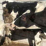 گاو با گوساله نر شیری