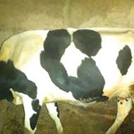 گاو و گوساله شیری سه ماهه