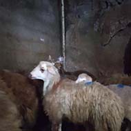 گوسفند زنده دارای تاییدیه بهداشت و پلاک سلامت