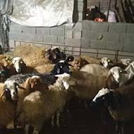 فروش تعدادی گوسفند نژاد هترو
