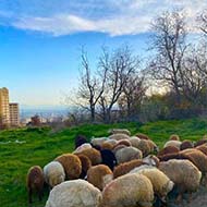 گوسفند زنده با نژاد افشاری و مغانی و مهربانی