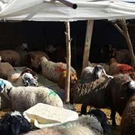 گوسفند زنده با نژاد افشاری و کردی