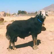 گوسفند زنده با نژاد افشاری و قزل افشاری