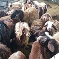 22 راس گوسفند سالم و سرحال نر و ماده