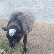 انواع گوسفند رومانوف نژاددار