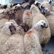100راس گوسفند شیشک آبستن