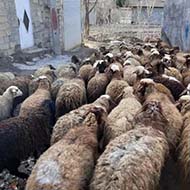 ۵۰ راس گوسفند شیشک واکسینه شده