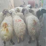 4 جفت گوسفند آبستن شیشک