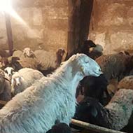 گوسفند زنده با نژاد افشاری و مغانی و مهربانی