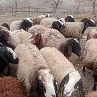 مرکز فروش گوسفند افشاری و شالی