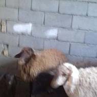 فروش گوسفند و میش زنده