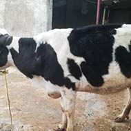 گاو شیری چهل روز تلقیح شده
