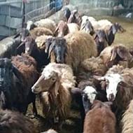 20 راس گوسفند زنده و تعدادی میش و بره