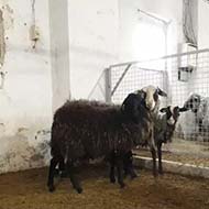 گوسفند رومانوف نر و ماده آبستن