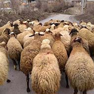 ۸۰ راس گوسفند زیر نظر دامپزشک