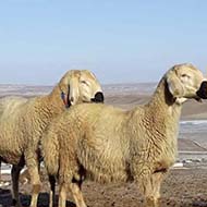 گوسفند زنده با نژاد سنگسری و افشاری و مغانی و شال و مهربان