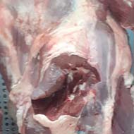 گوشت گوساله با تاییدیه بهداشت ودامپزشک